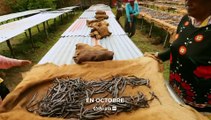 Bande Annonce du mois du Cycle de l'Alimentation sur Ushuaïa TV en octobre 2021