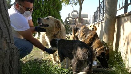Hurda armatürler sokak hayvanları için su ve mama kabı oldu