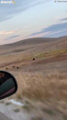 Une maman ours charge une voiture pour protéger ses petits