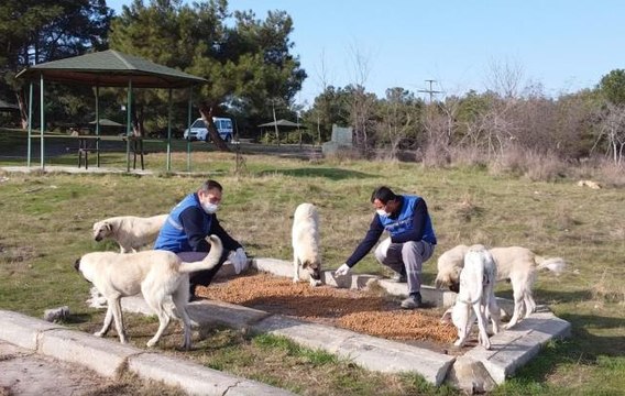 Hayrabolu Belediyesi sokak hayvanları için besleme noktalarına mama bıraktı