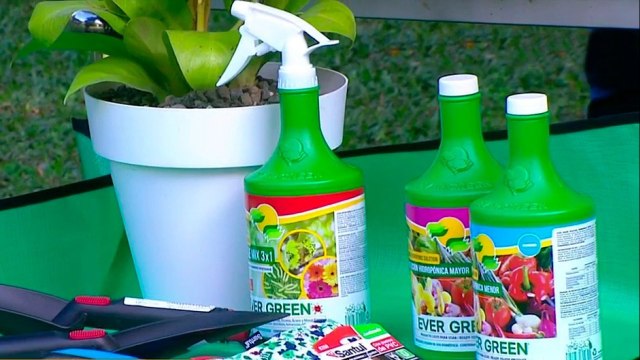 bd-publireportaje-evergreen-111021