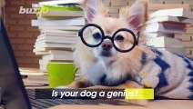 Genius Dogs' are Capable of Learning Words Related to Objects