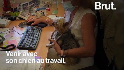Et si nos chiens pouvaient venir au travail plutôt que de rester seuls à la maison ?