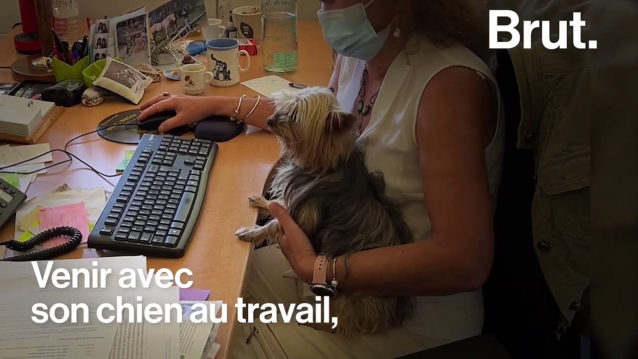 Et si nos chiens pouvaient venir au travail plutôt que de rester seuls à la maison ?