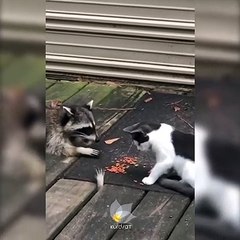 2 con mèo đang ăn bỗng có thêm 2 bàn chân xuất hiện