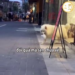 Mùa dịch này đói qua rồi, chắc đi xin ăn thôi