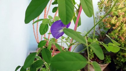 Grow Aparajita From Seeds - Clitoria Ternatea