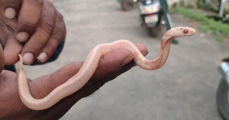 Rescatan una extraña cría de cobra albina en una alcantarilla