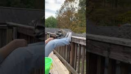 Raccoon Gently Takes Snacks on Deck