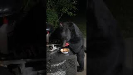 Bear Enjoys Some BBQ
