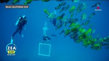 Cambio climático adelgaza la vida de los corales mexicanos
