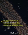 Un ‘DRAGÓN MARINO’ que engaña a los sentidos