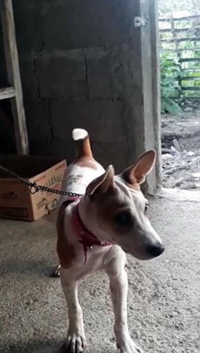 ang aso kong takot