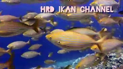 deep music relaxing better than deep talk, underwater sea