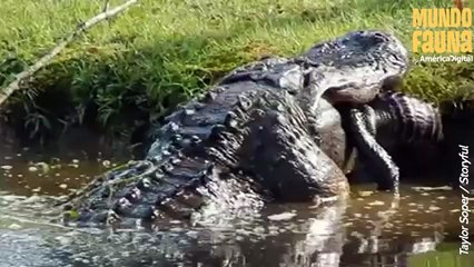 "Es un dinosaurio": hombre graba a un enorme cocodrilo devorando a otro de menor tamaño
