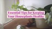 9 Essential Tips for Keeping Your Houseplants Healthy
