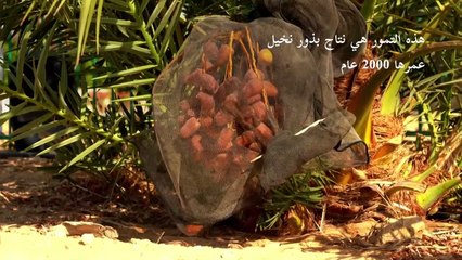 مساع إسرائيلية لإنتاج التمور القديمة تؤتي أكلها