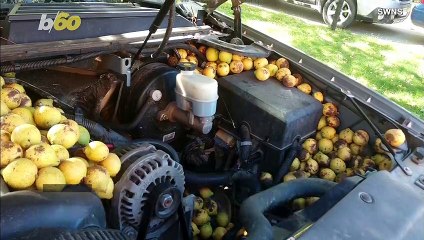 Walnut Wagon! Man Returns Home To Find Squirrel Has Stored 180+ Lbs of Nuts in His Truck!