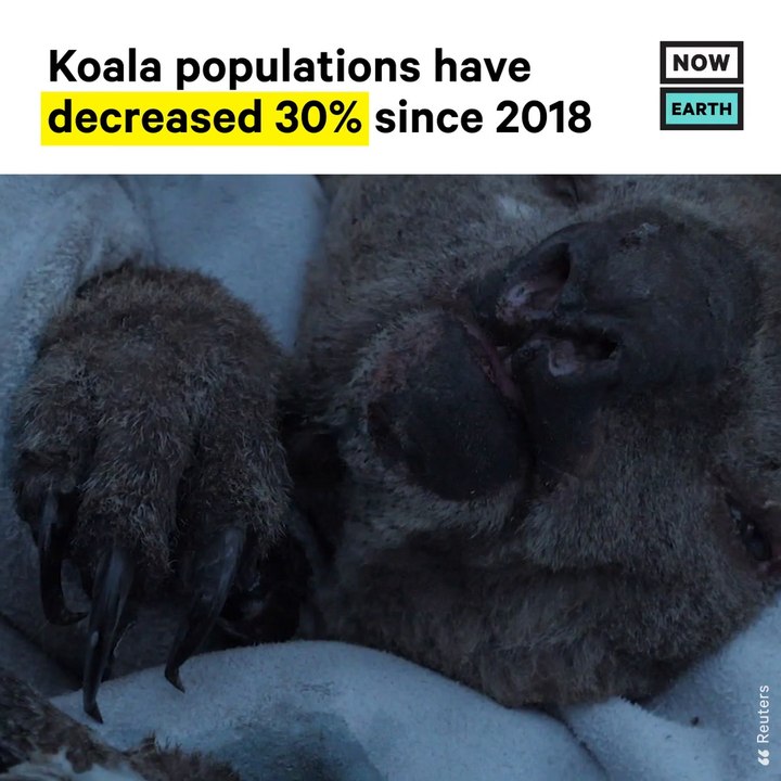 Australia's Koala Population Experiences Decline