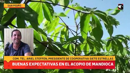 Buenas expectativas en el acopio de mandioca