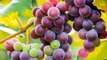 Do U Know l  Grapes l Benefits of grapes l I Memory