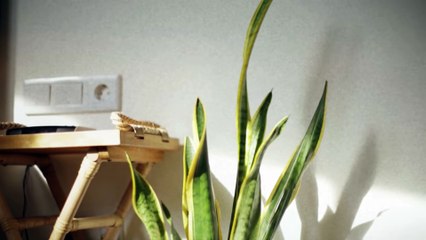 GANGGA - Blue Jeans (Official Lyric Video)