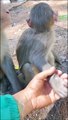 Un petit singe confus ne voit pas que sa maman ne lui tient plus la main