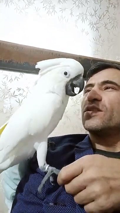 canavar bulut