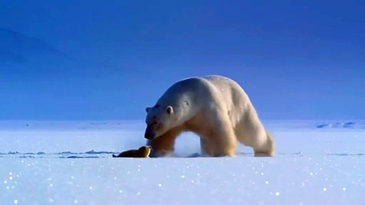 Amazing Polar Bear Wildlife 4k Video