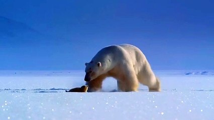 Amazing Polar Bear Wildlife 4k Video