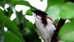 Bulbul Bird Catching Rain Drops || Red-whiskered bulbul || Pycnonotus jocosus || सिपाही बुलबुल