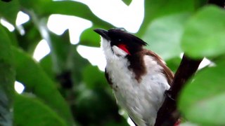 Bulbul Bird Catching Rain Drops || Red-whiskered bulbul || Pycnonotus jocosus || सिपाही बुलबुल