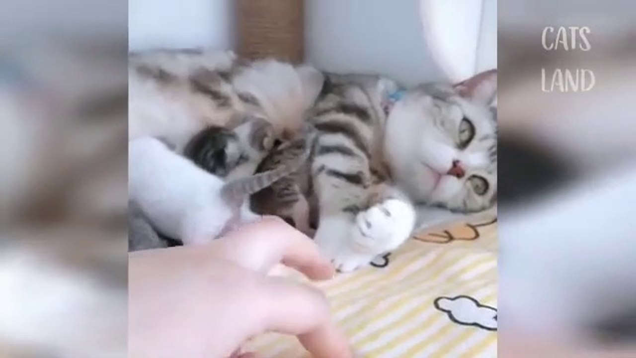 Video funny for animal