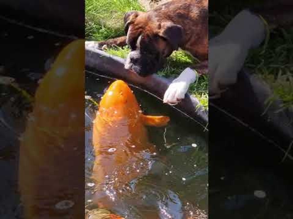 Bailey the Boxer Gives Koi Kisses