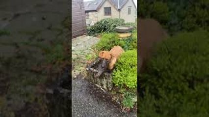 Monty the Lab Takes a Mud Bath
