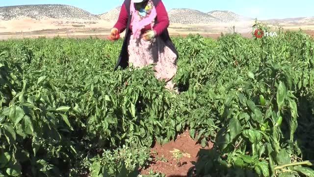 Biber üreticilerinin yüzü gülüyor