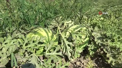 Salihli Ovası'nda yetiştirilen karpuzlar, Dubai ve Irak'a gönderiliyor