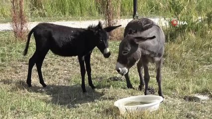 Türkiye'de nadir bilinen melez hayvan: Bardo