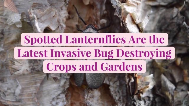 Spotted Lanternflies Are the Latest Invasive Bug Destroying Crops and Gardens
