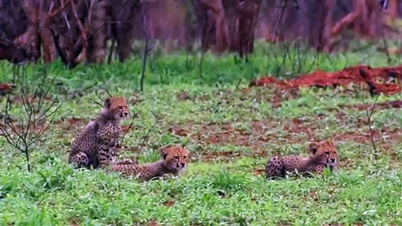 The LEOPARD, Most Agile and Deadly Big Cat  Warthog Take Down Leopard To Save Baby, Mountain Goat