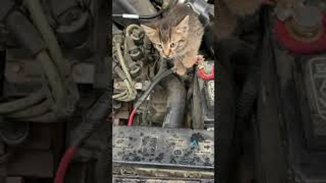 Kitten Crawls Out of Car's Engine Compartment