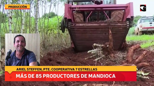 Más de 85 productores de mandioca