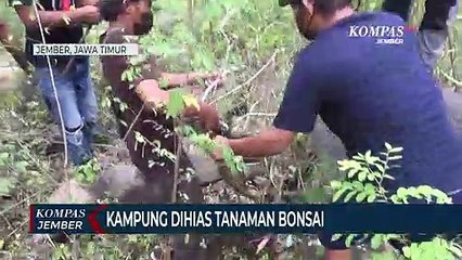 Kampung Dihias Tanaman Bonsai, Selain Asri juga Menjadi Pundi Rupiah