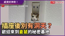 打開插座驚見可愛小房間！歡迎來到倉鼠的秘密基地