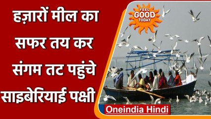Prayagraj में पर्यटकों को आकर्षित करने पहुंचे Siberian birds, देखें Video | वनइंडिया हिंदी