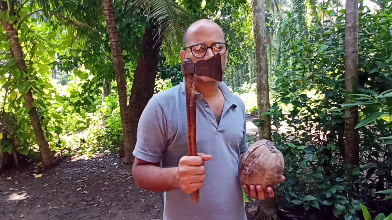 Mature Coconut Opening up from the shell