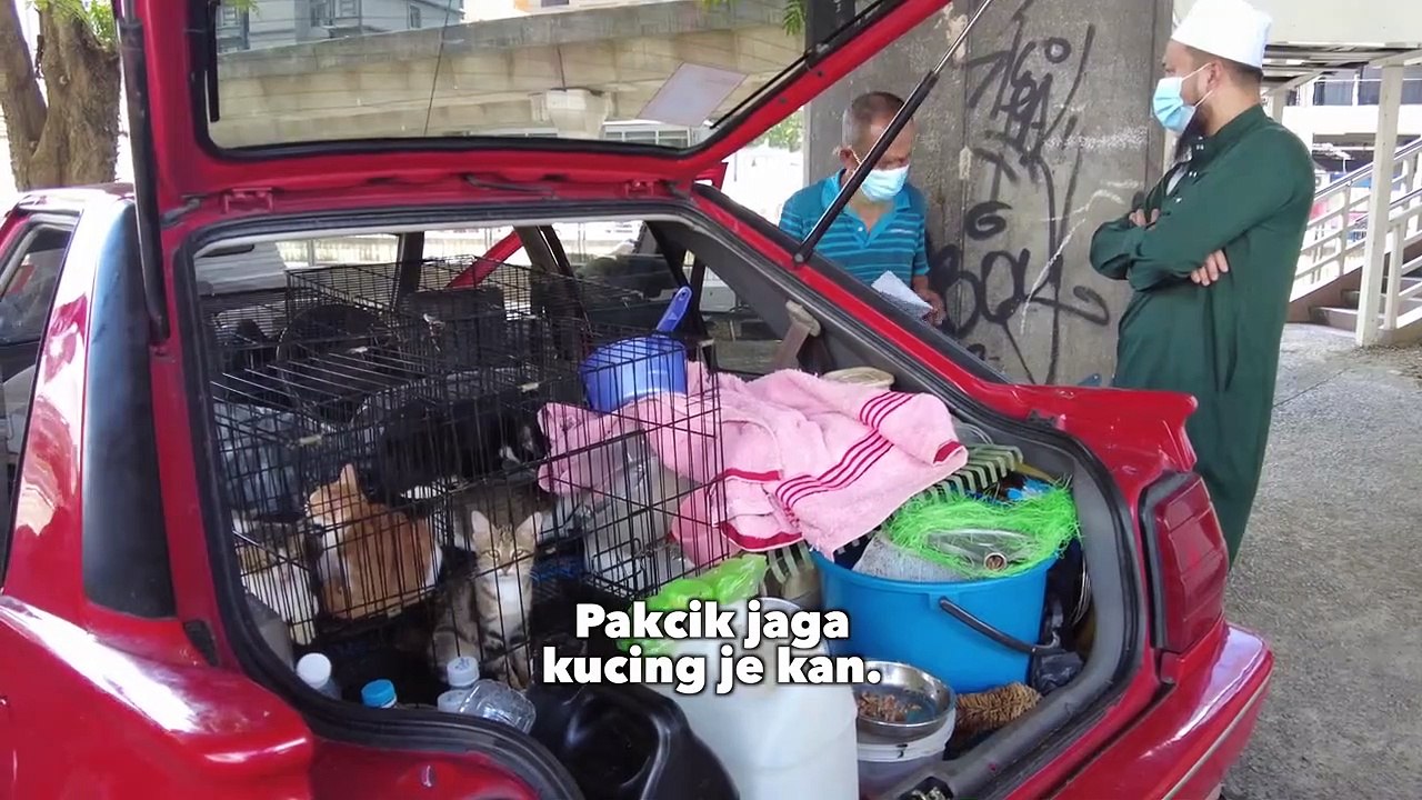 Kucing