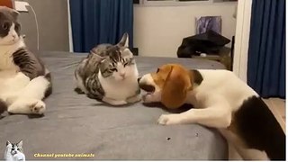 funny cat and dog video #shorts​