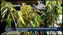 Bantuan Bibit Buah Untuk Petani