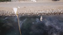 California beaches and wildlife in danger as oil spill reaches the coast